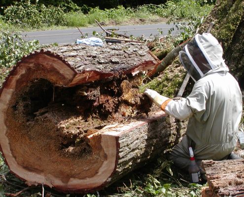 Louie Lee Bee Tree e 2003